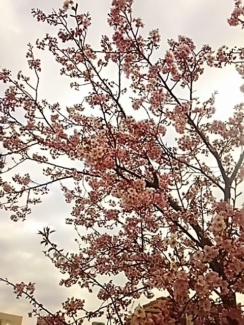 会社近くの土手に河津桜が咲いていました。 まだまだ寒い日も多そうですが、 季節は確
