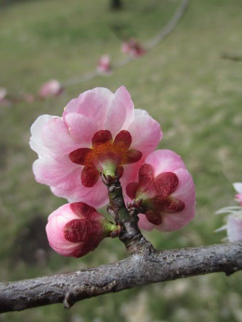 梅(品種は失念…)の花の萼。 何だか形が可愛いな～と思って撮りました。 3月11日、神代