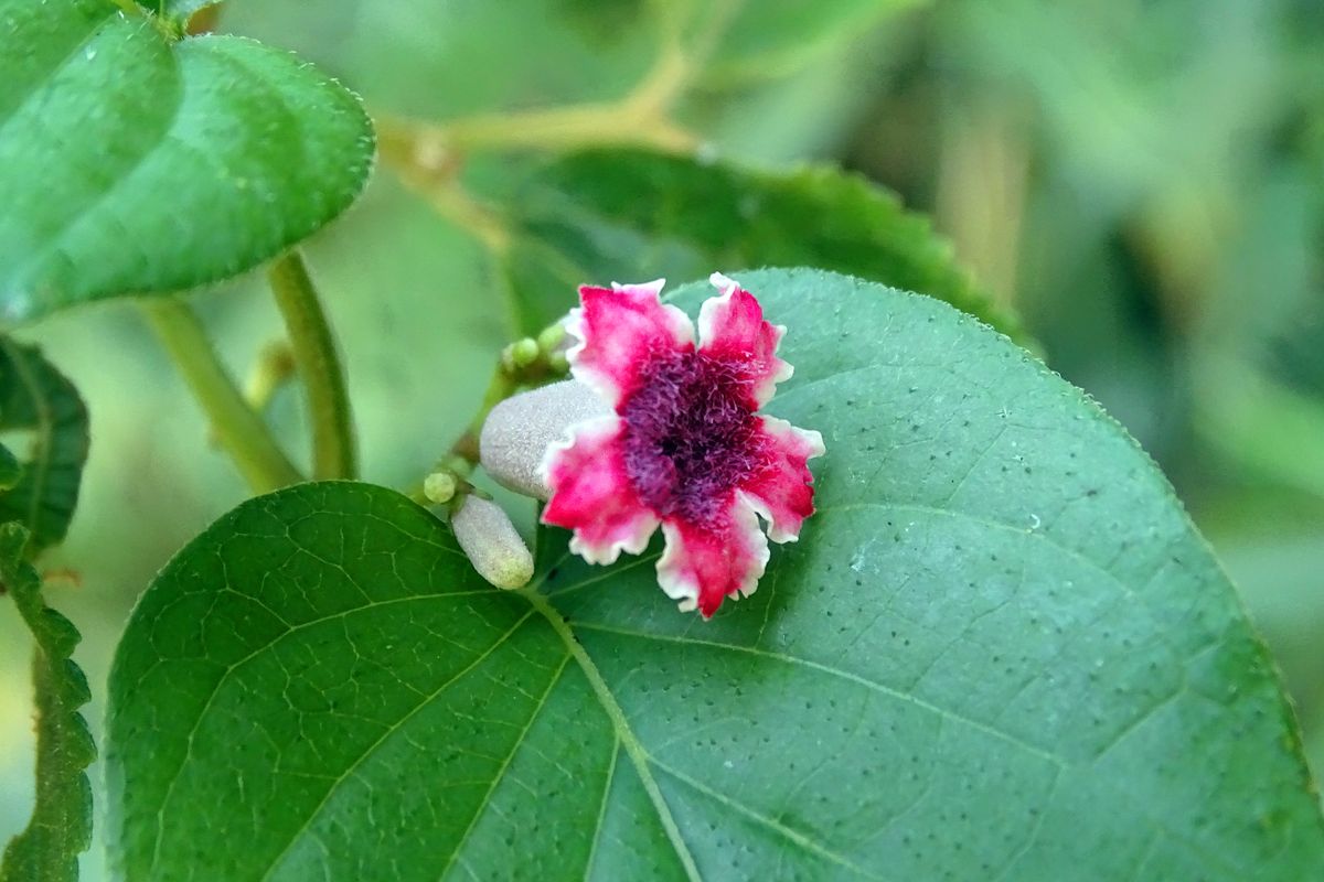 花びらも朱に染まる。 アブノーマル！？  ヘクソカズラ 屁糞蔓（アカネ科ヘクソカズラ