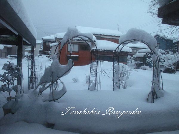 また雪・・・もう要らないよ～ 1/31