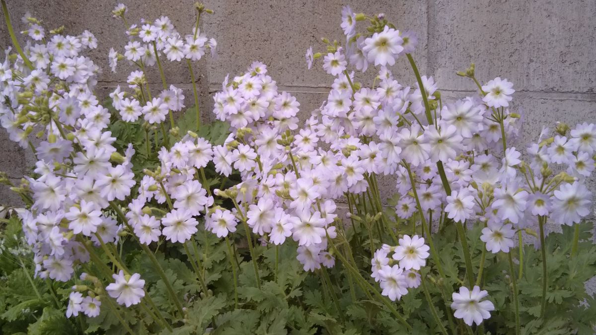 雲南さくら草