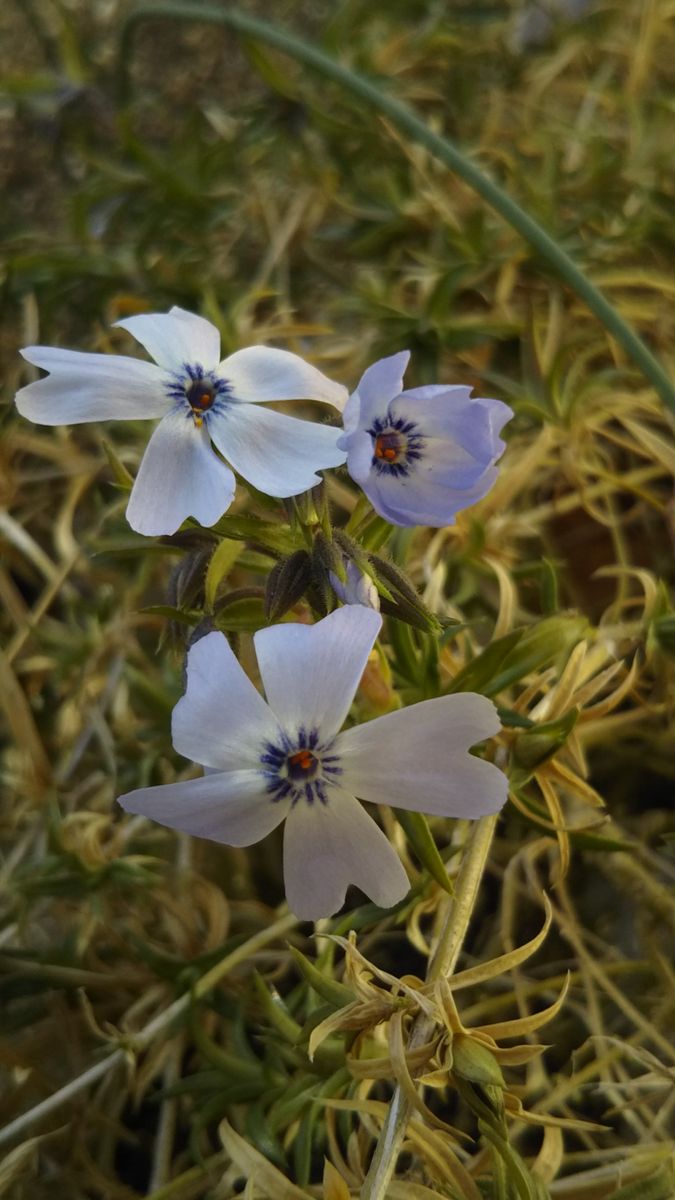 芝桜