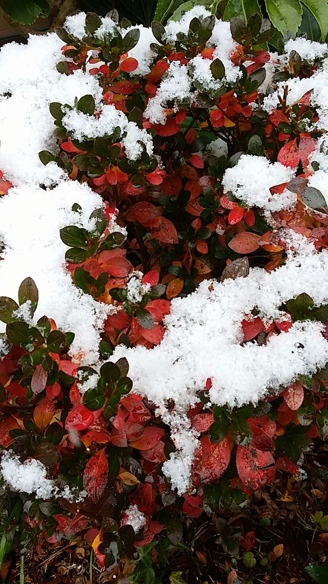 雪の朝❄