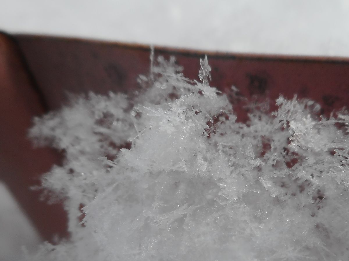 ほわっほわの雪が🐔お腹の辺りまで。 雪の結晶が少し見えてます❅