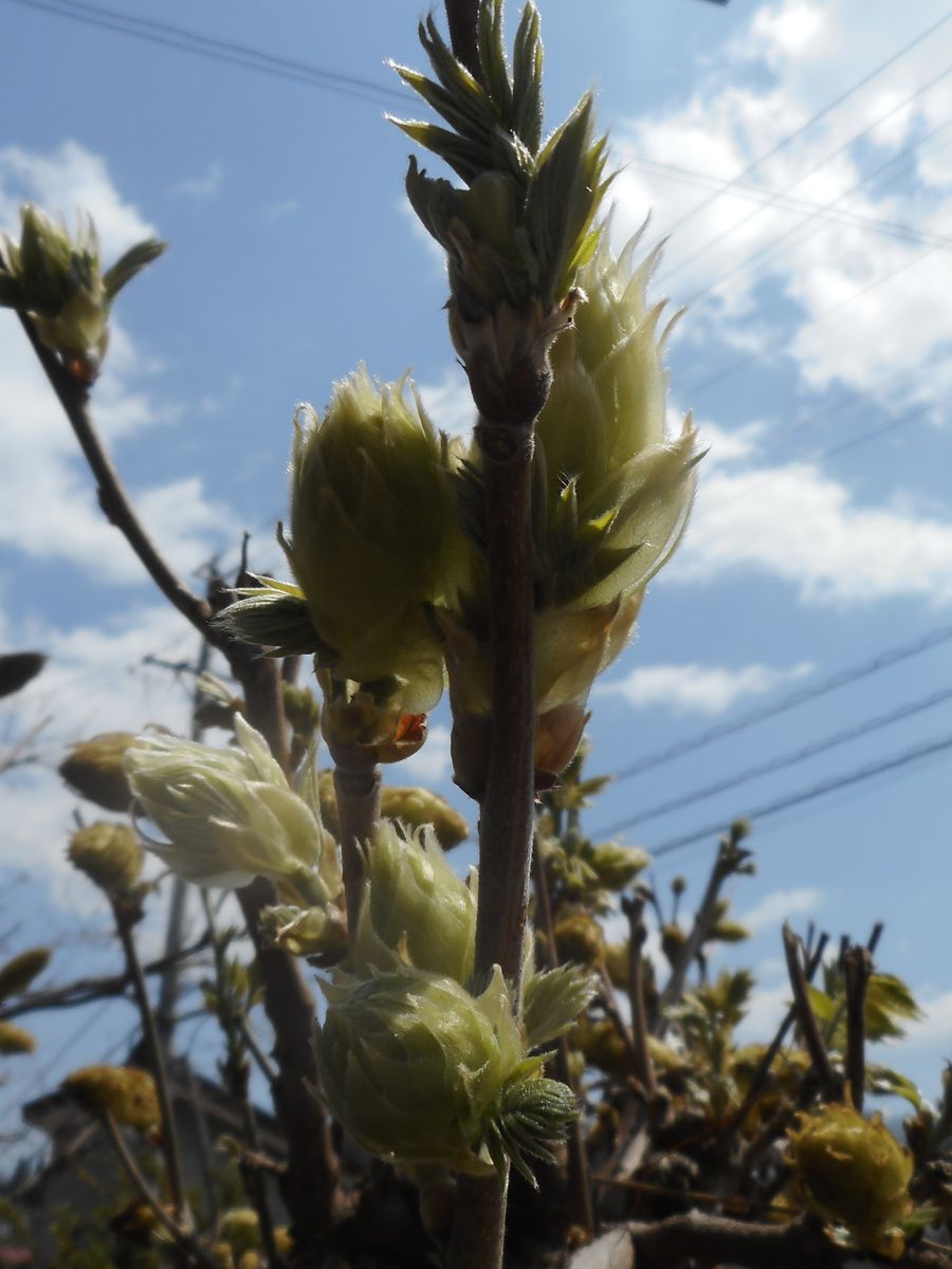 藤の花芽かな(*^-^*)