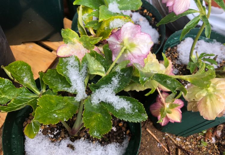 風が強くて 軒下でも 雪かぶってきました( ；∀；)