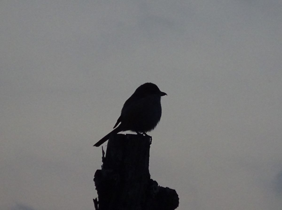 激しく尾を上げ下げして、高鳴きするモズりん ♀ 野生の一面を見た気がした。 ２月９日