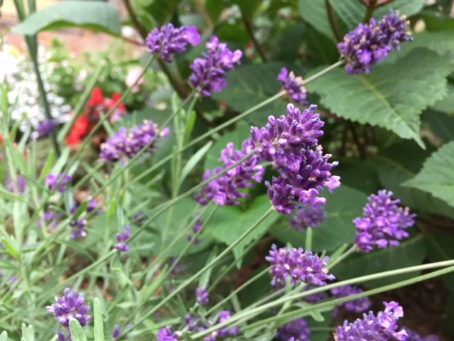 ７月９日 ラベンダー ～Hidcote Lavender 近づくと良い香り。