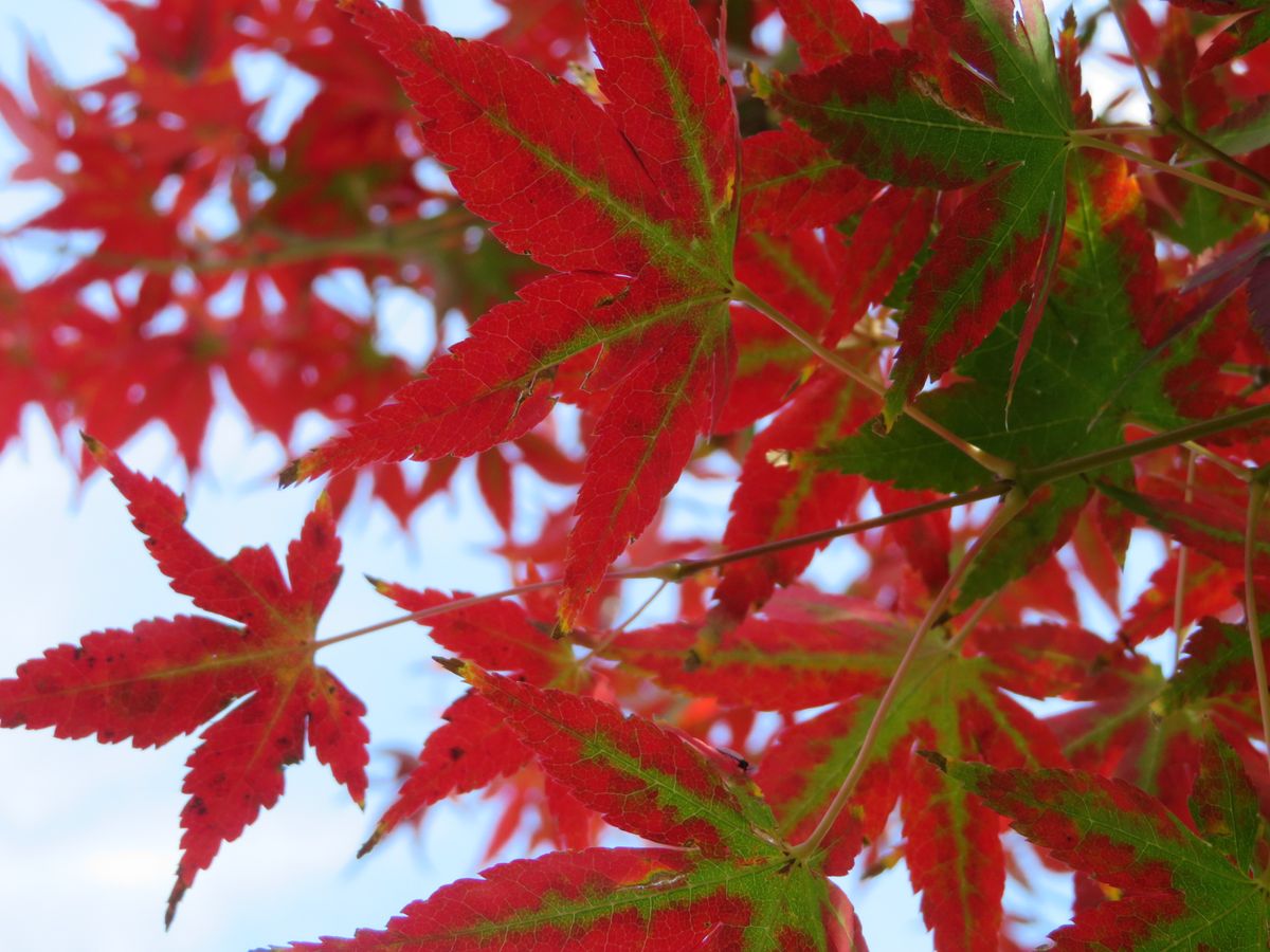 庭のモミジ 紅葉