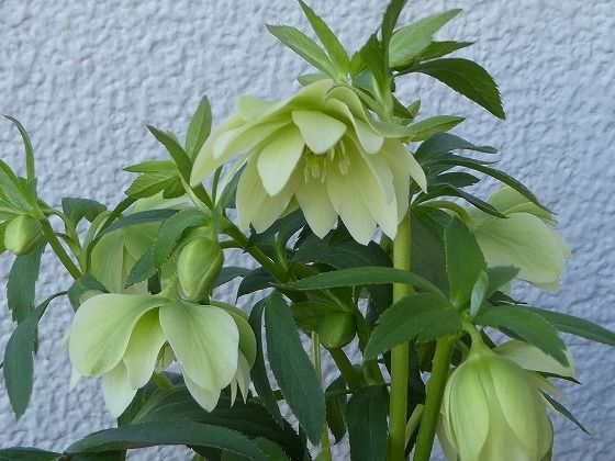 舞妓５号  お花が ぱっと開くかんじで咲きます。