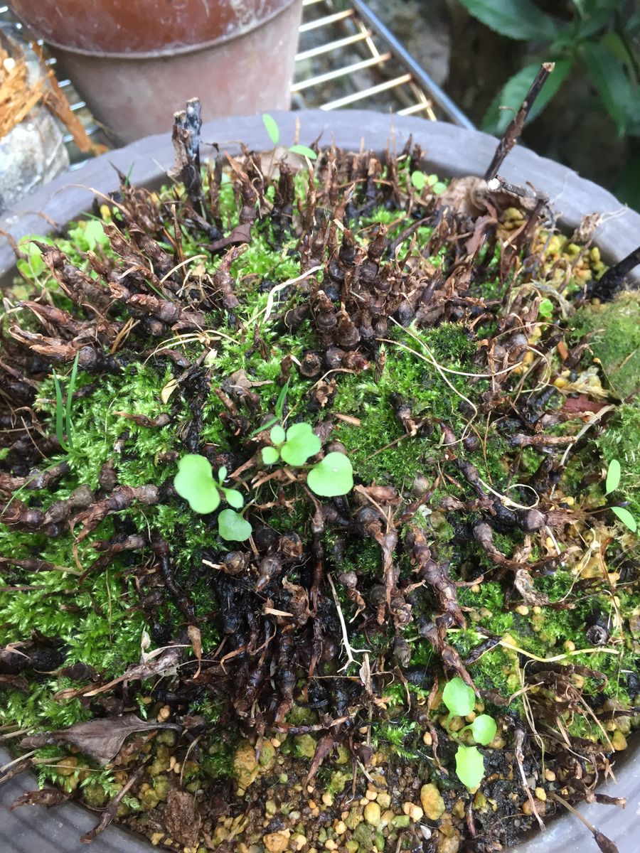 の山に自然にみられる春虎の尾、まだ休眠中今年は花一杯つけてくれるかな＾。一昨年は