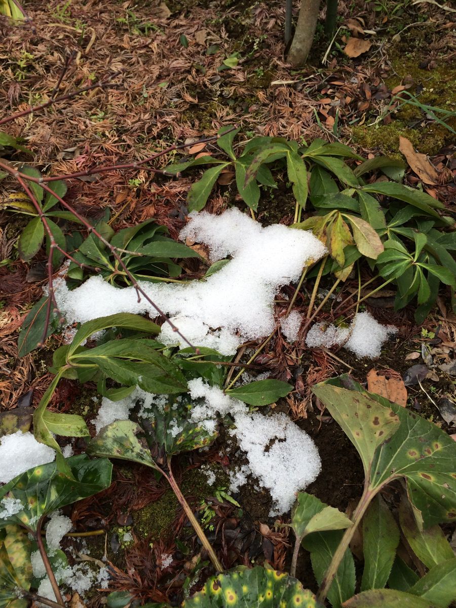 2018.2.1 ４号・５号くん まだ雪に埋まっるのに…(^^;;また雪予報。