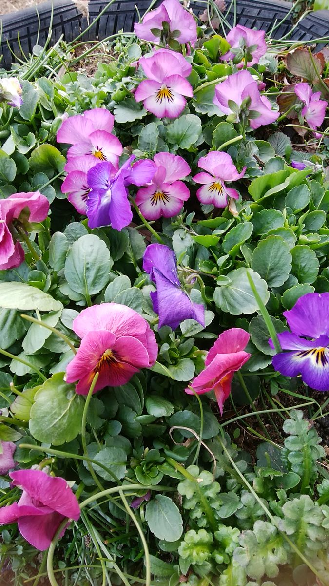 タイヤ花壇の賑わい