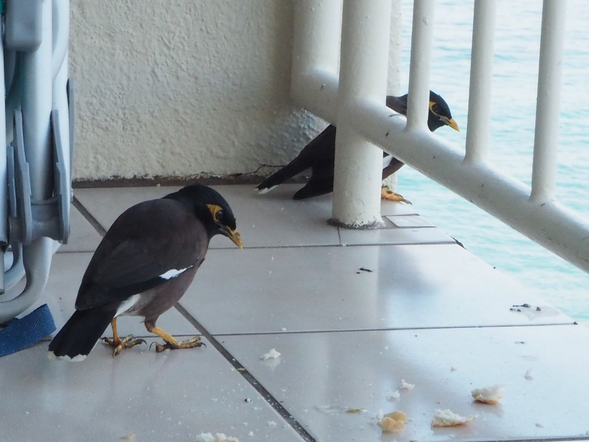 ベランダの鳥さん 別の角度  ひかるりさんが オーストラリアで 撮ったのと 同じ鳥 疑