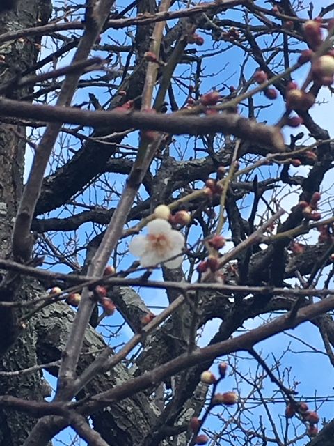 あっ、梅やっと咲いた！ 📷２０１８．２．７