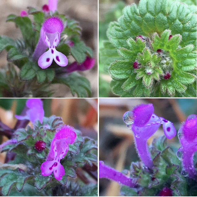 【仏の座：ホトケノザ】 花径：花丈１.５ｃｍ前後     花弁横径 約４ｍｍ 盛りの時期