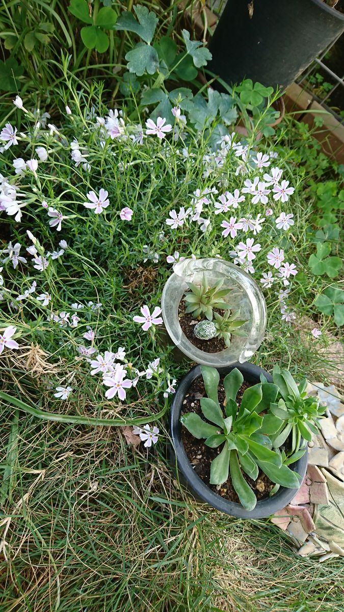 大好き芝桜「たまの流れ」