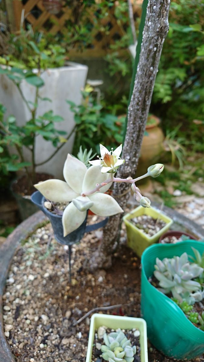 小さなポットの多肉植物にもお花(^-^)v