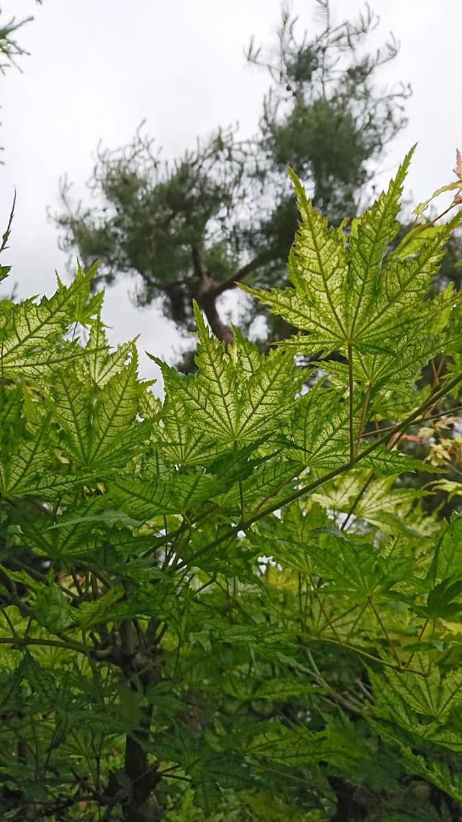 田舎の庭 葉脈が綺麗