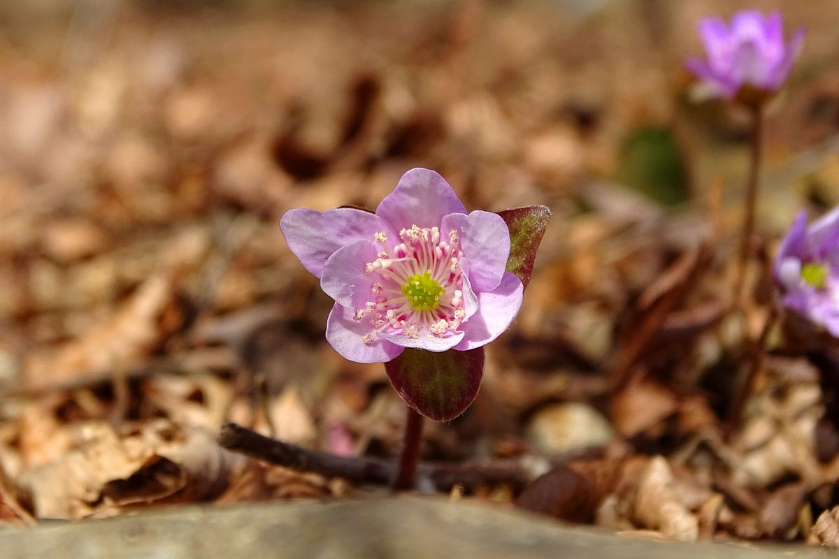 実は、都市緑化植物園で明日から雪割草展が。 例年の開催。多分、展示・即売会なんだ