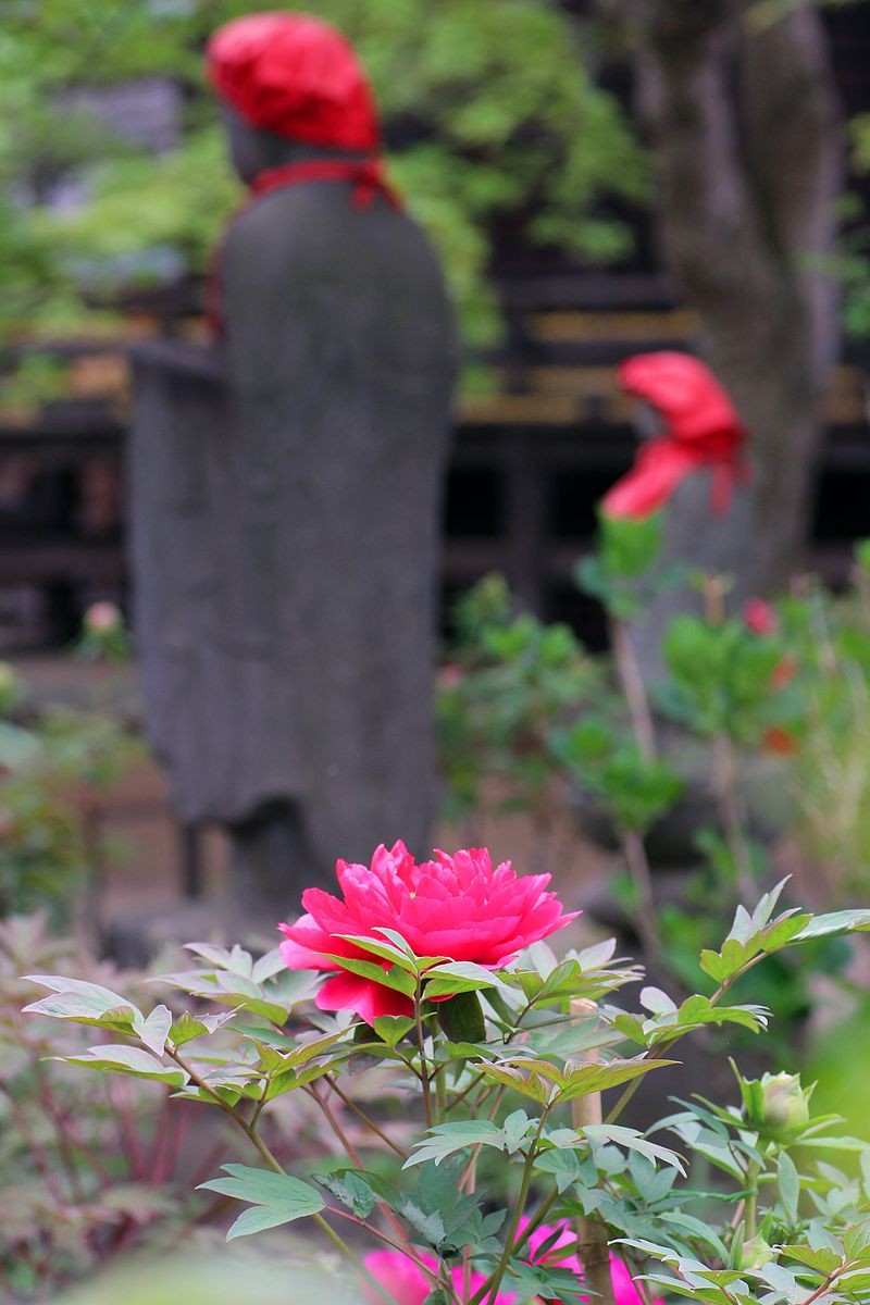 紅と赤との相関！  ボタン 牡丹（ボタン科ボタン属の落葉小低木） 撮影地：境内にて 