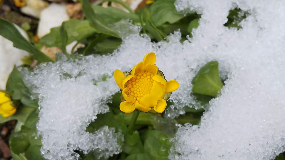 クリサンセマム・ムルチコーレ  少しずつ黄色の花を咲かせています。春に花がたくさん