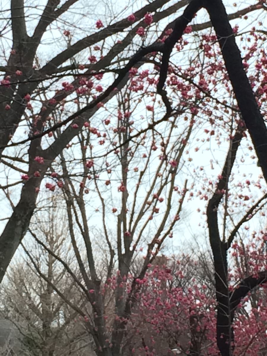 上野公園の寒緋桜 昨夜の雨風にも散ることなく、曇り空の下、そこだけほんのり明るん