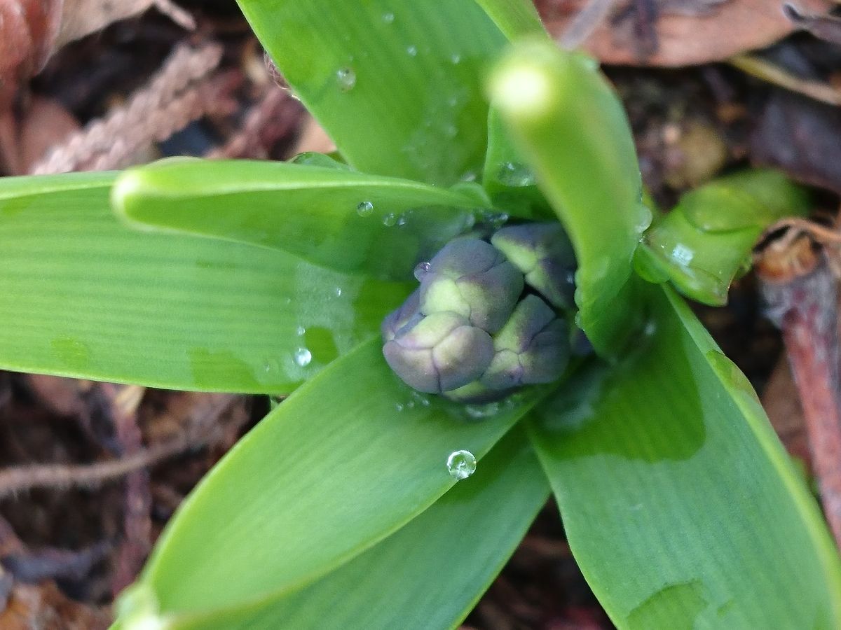 やっと🌱 ヒヤシンス