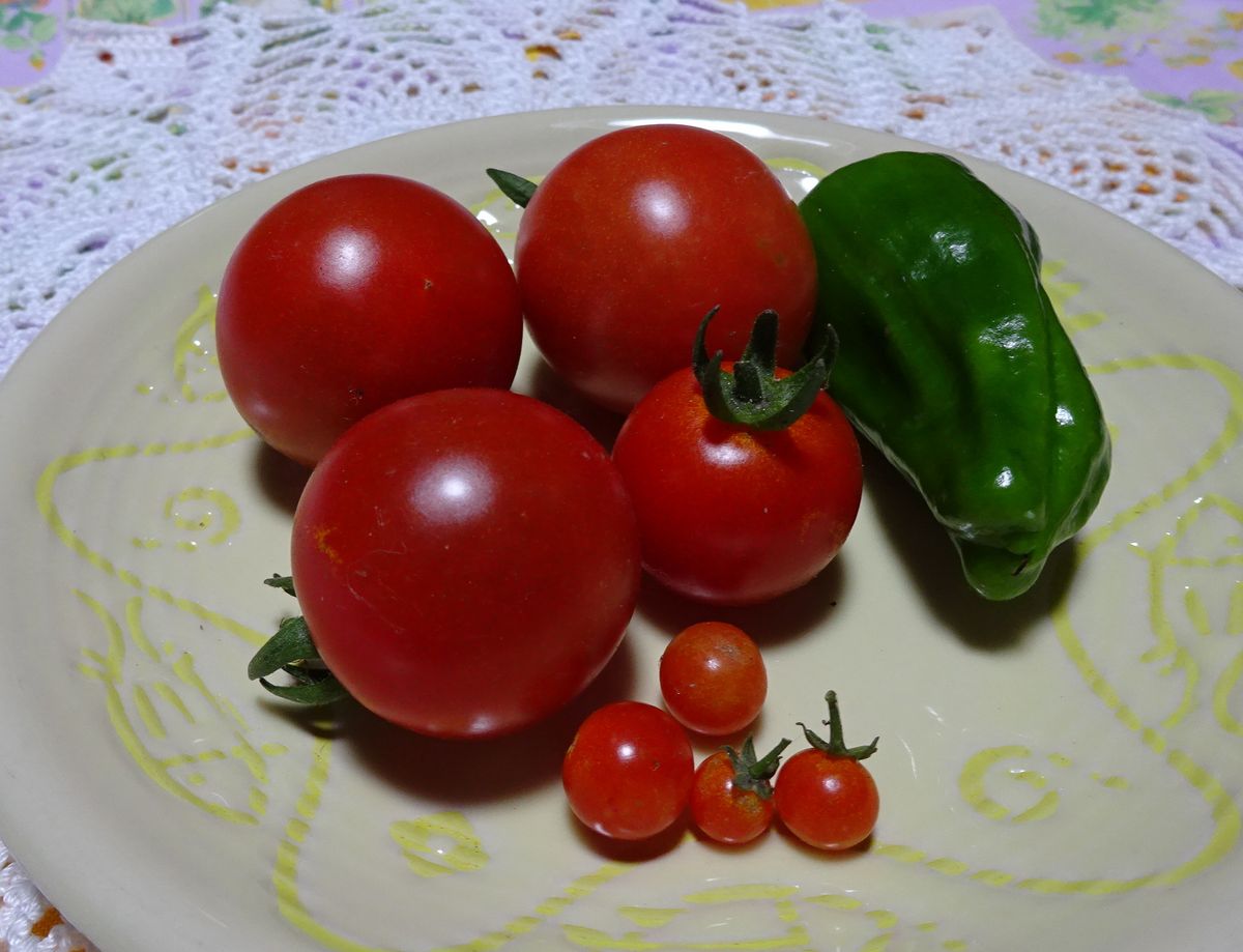 中玉トマト「フルティカ」初収穫。 他には、「マイクロトマト」とピーマン「京ゆたか