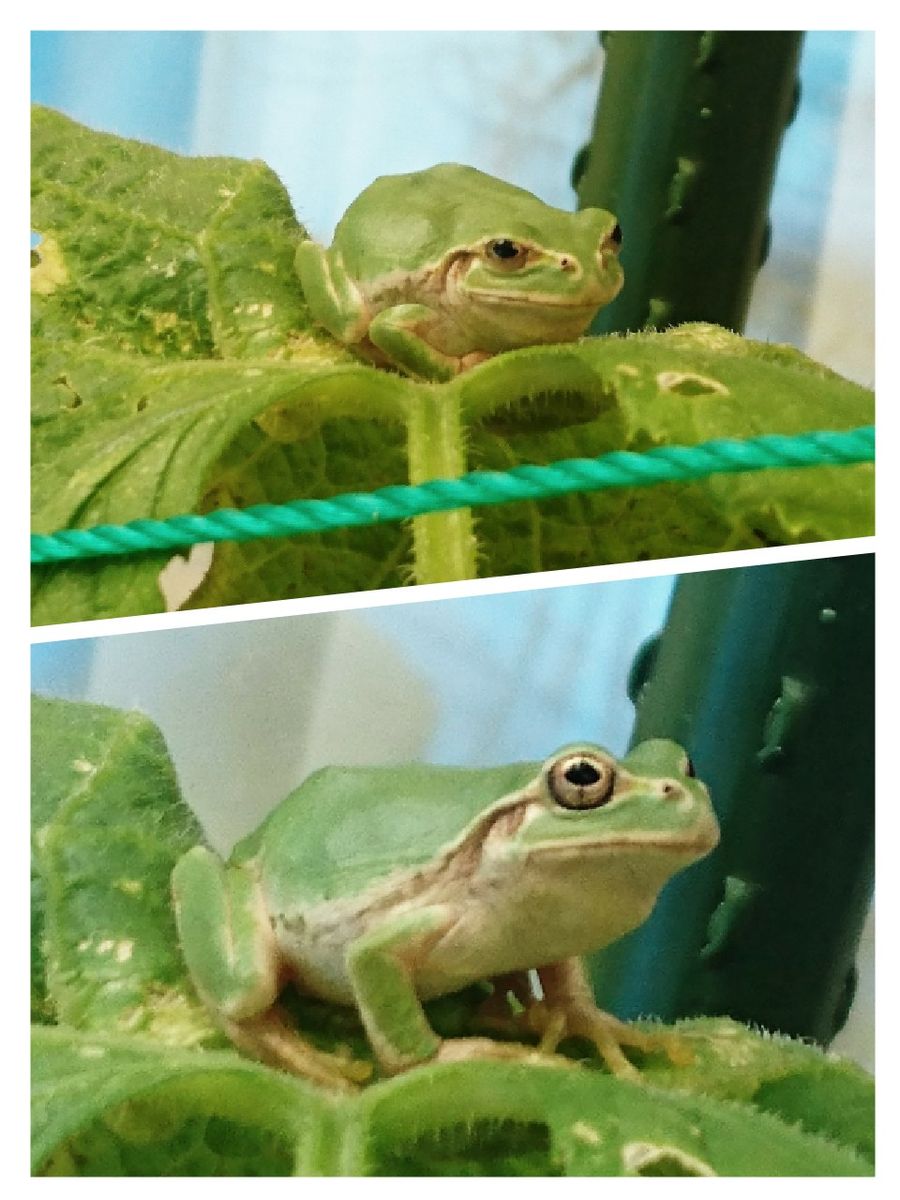 我が家の🐸ちゃん２号！鼻筋が白いイケメンです✨  キュウリ畑が縄張り！イモムシを、割