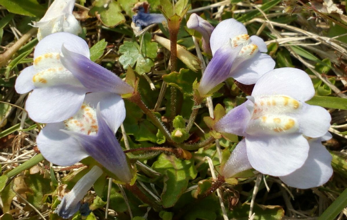 近くの公園で「たんぽぽ」の隣に咲いていた可愛らしい花です😄これも雑草なんですかね