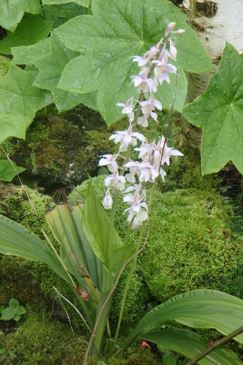 もうエビネが咲いてました。さすが、植物園ですね！ちょっと遠い所に咲いてたので、札