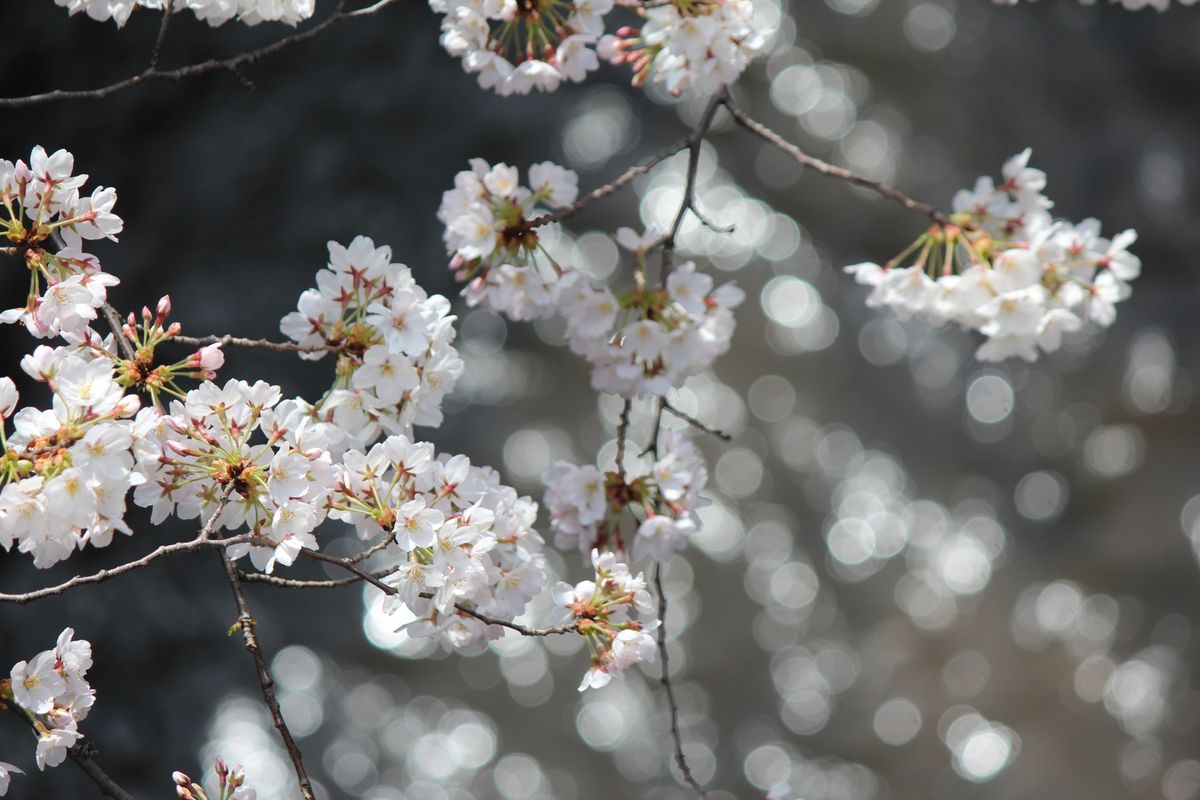 桜：石神井川上石神井より青梅街道にで手者記事井川を望む桜 20180324