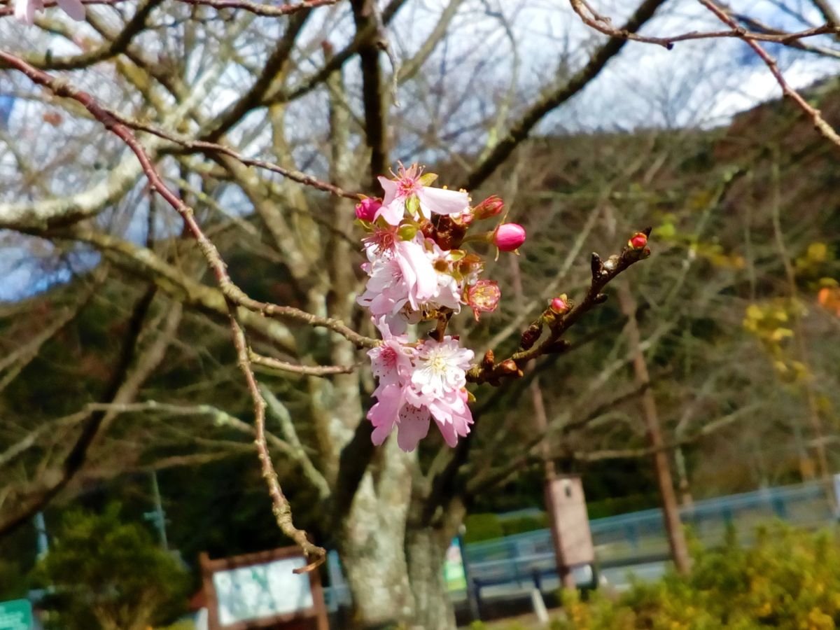 サクラの写真 by トム・マグノリア 🌸『十月桜(紅）』🌸１２月８日撮影  ★コヒガンザク