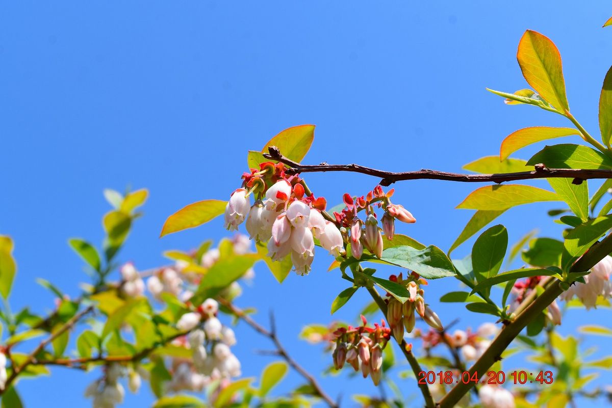 『ブルーべりー』ドウダンツツジの花とそっくりだと 思ったら同じツツジ科でした。