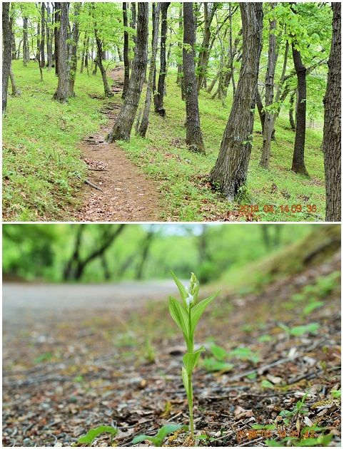 この坂道もコースの途中です、晴れていると陽が差し込み、とても気持ちの良い散歩道で