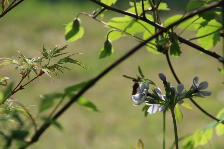 私の小さな雑木林🌿 日本桜草 草笛😌