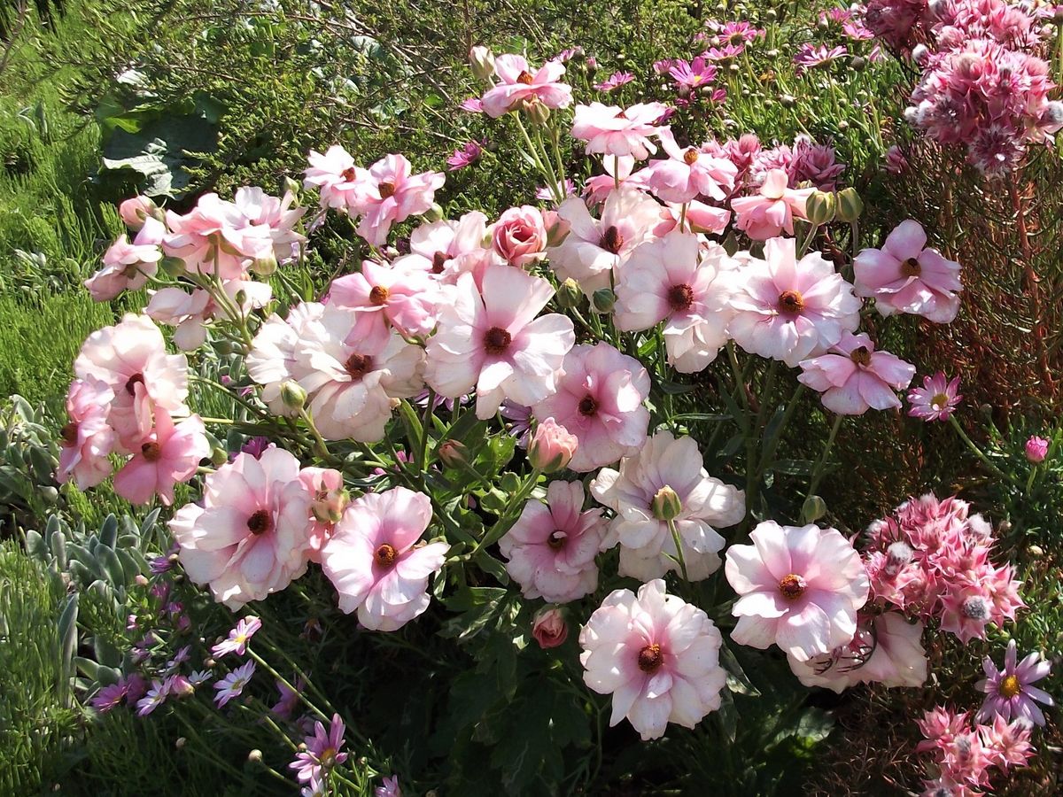 花壇のラックス 他のお花とも合って可愛いです