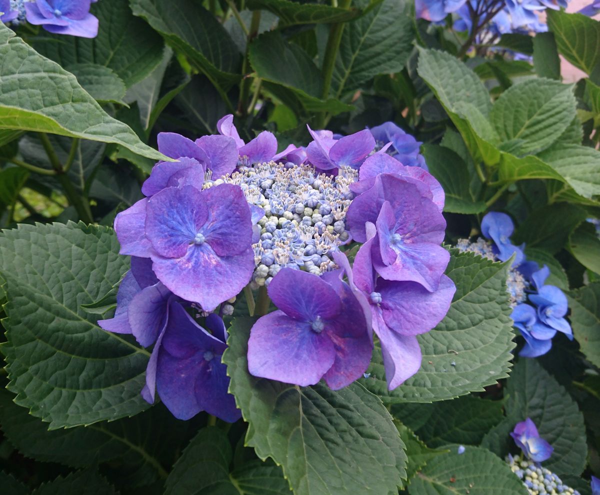 葉山の紫陽花の名所といえば、その名も「あじさい公園」(笑) 鎌倉のような混雑とは無