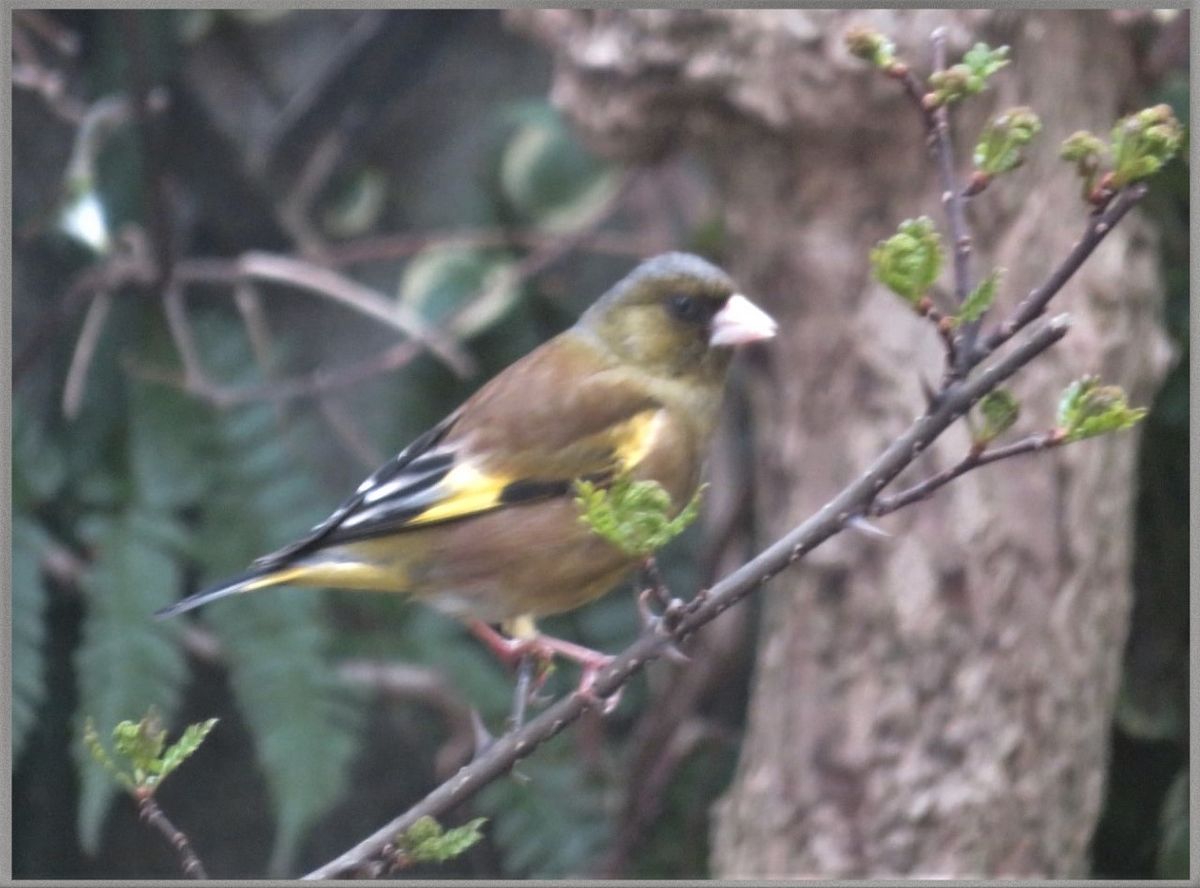 2021/03/081⃣📷一目見たときは🐦スズメかなと思ったけれど、何かを加えて見える白い口ば