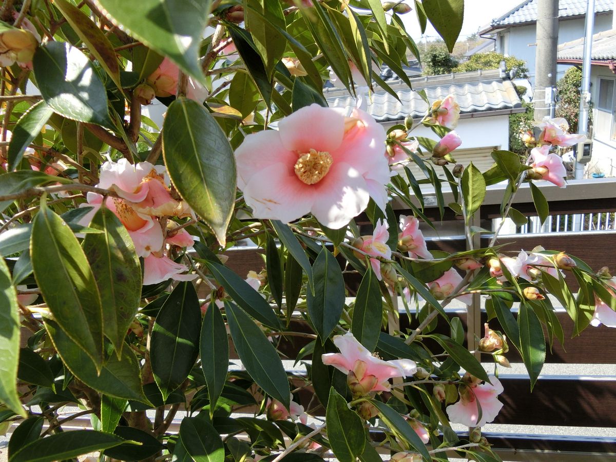 3月15日 ツバキ 覆輪侘助