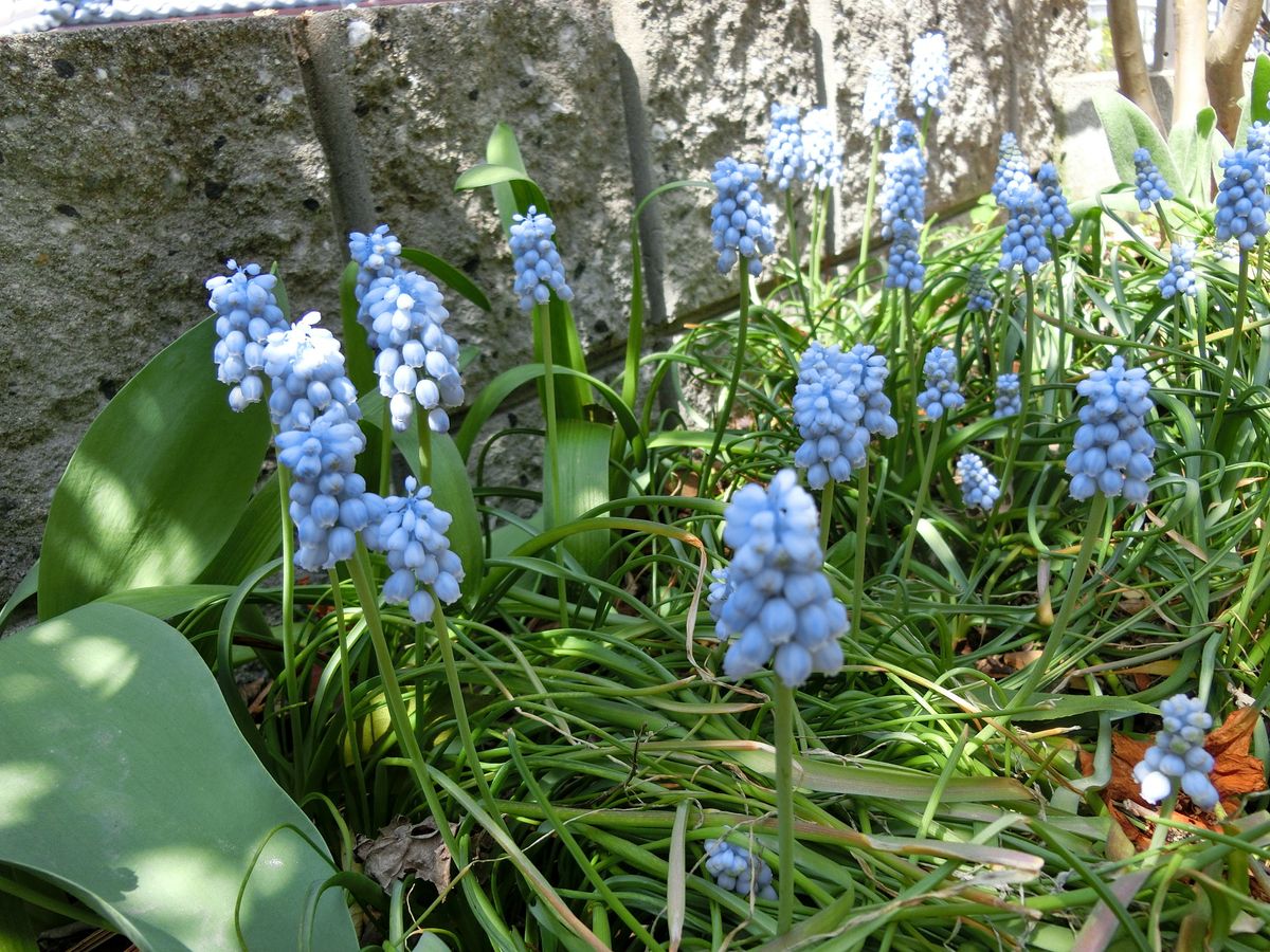 4月10日 ムスカリ