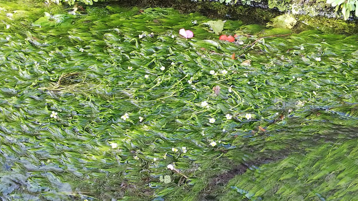 梅花藻です。 滋賀県高島市に行ってきました🙋 とてもきれいな川の美しいお花。 川の中