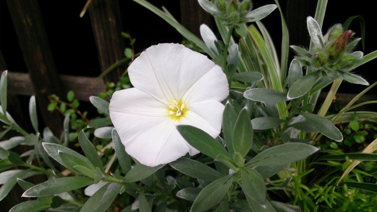 コンボルブルスの写真 by naoko コンボルブルス、２年目開花です