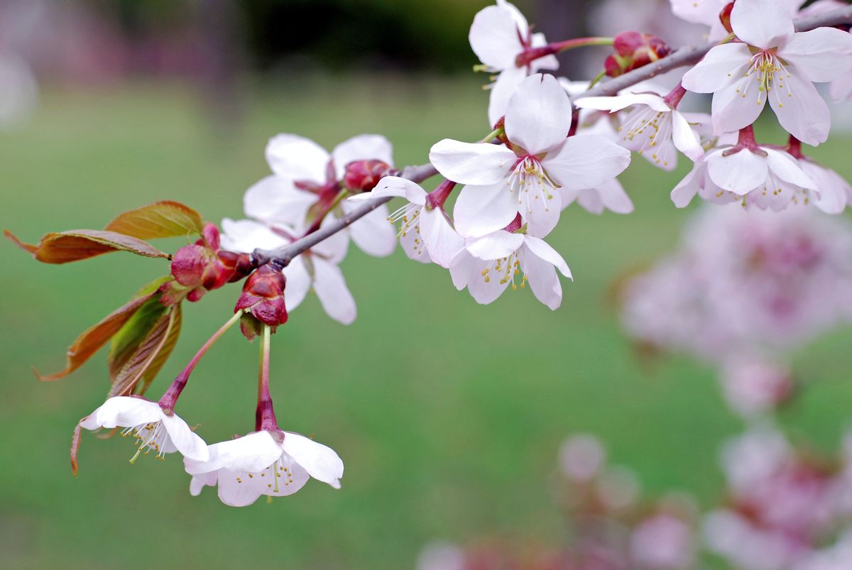 この公園の「桜まつり」は来週末です。散ってしまわないか、心配です。