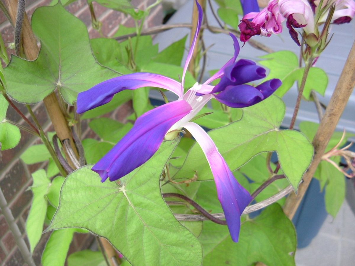 これまで出会うことのできた花々です。 2006年の石畳咲。 生まれて初めて出会った変化