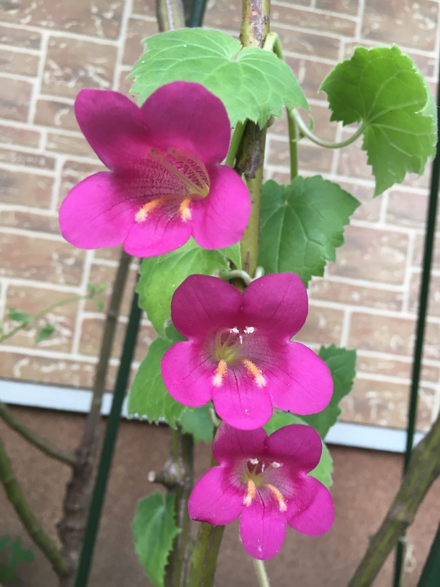 朝顔の仲間です  実は、バラのアーチの前は この花のアーチでした  もうあまり花をつ