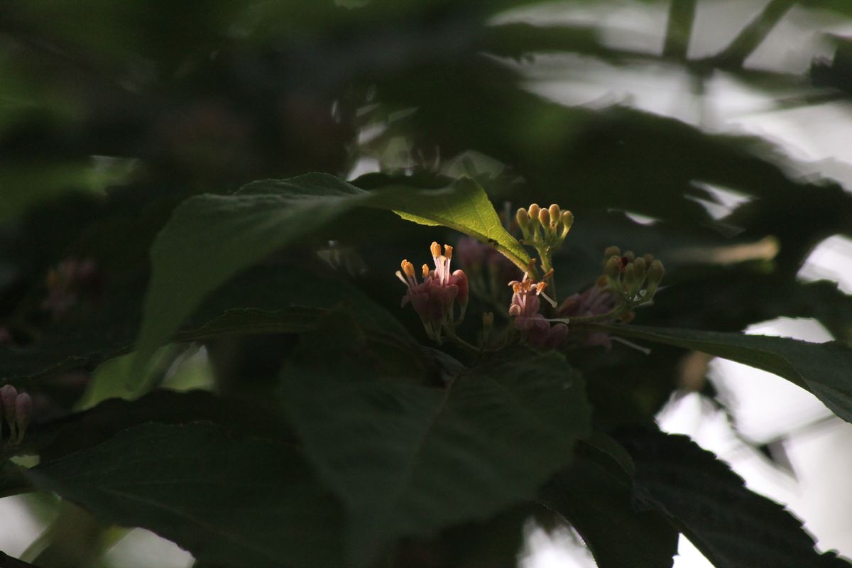 ムラサキシキブの写真 by 美利意 ちーさい！此れが有名なあの人の名の花･･･。 紫式部