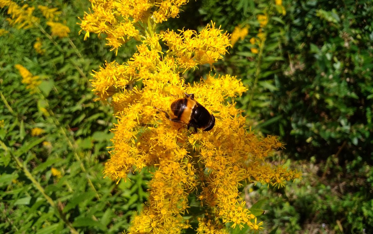 ミツバチ🐝  セイタカアワダチソウにミツバチ🐝がいました。