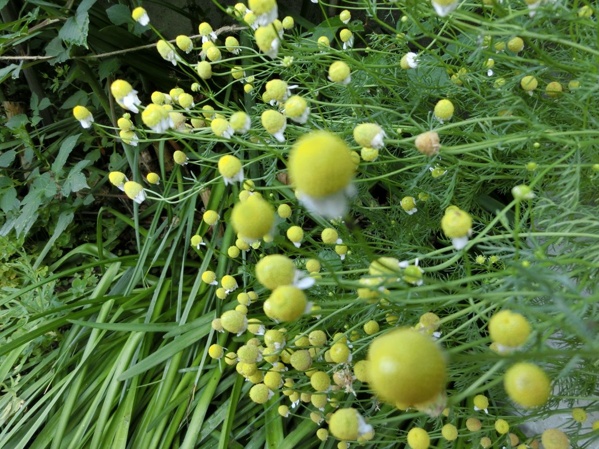 白い花びらが落ち、丸くて可愛いカモミール…(^^♪